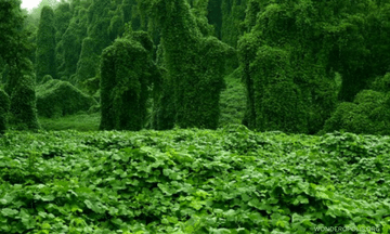 Kudzu