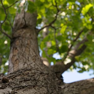 BenefitsofTrees