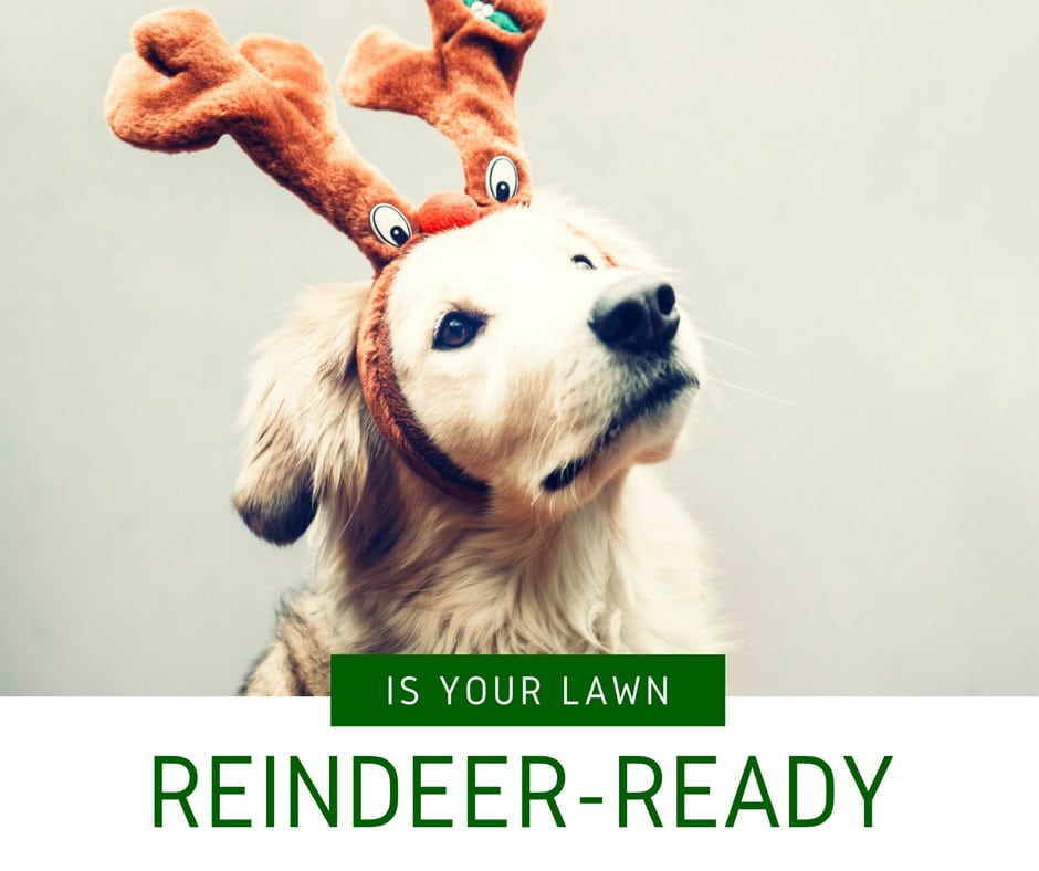 FL reindeerblog