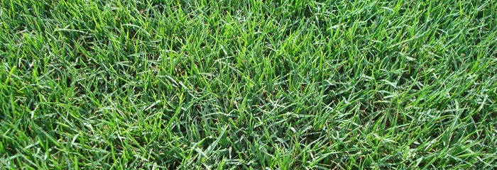 GrassType Bermuda