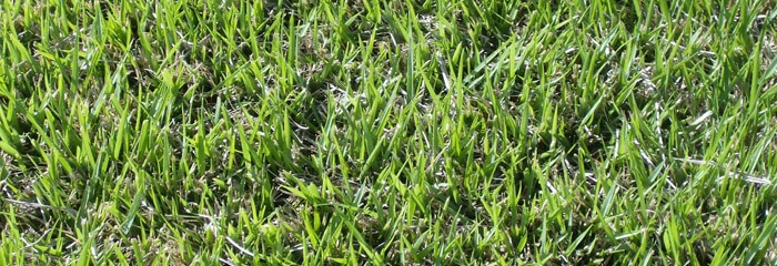 GrassType Centipede
