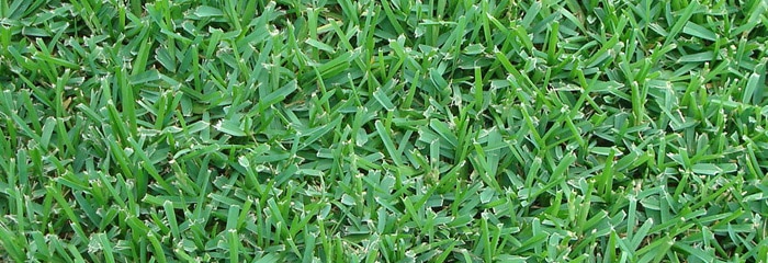 GrassType StAugustine