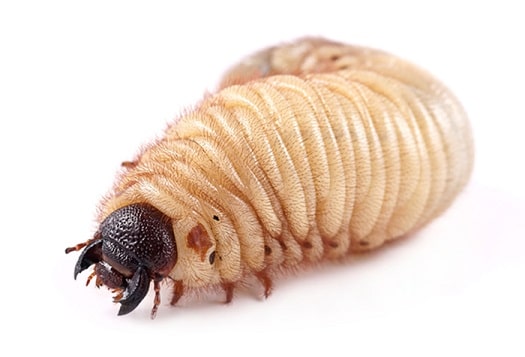Grub