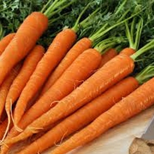 carrot