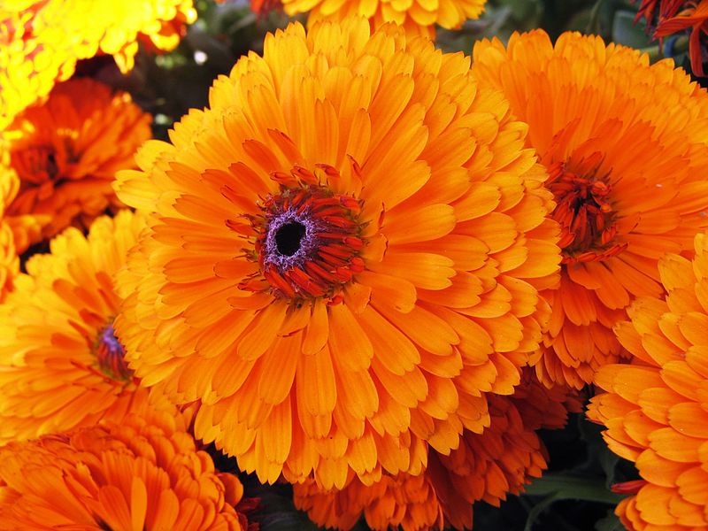 Marigolds