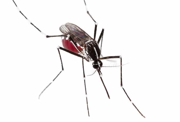 Mosquito