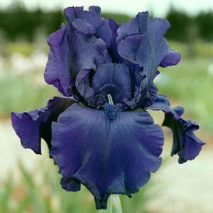 TNFlowerIris