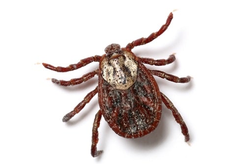 Tick 1
