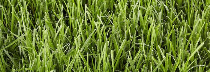 Zoysia