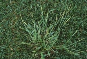 crabgrass 300x203 1
