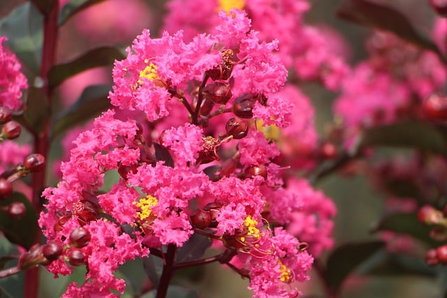 crape myrtle flower 4952529 640
