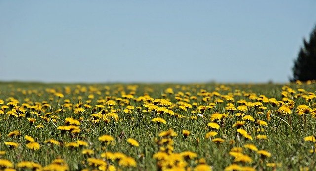 dandelion 3382825 640