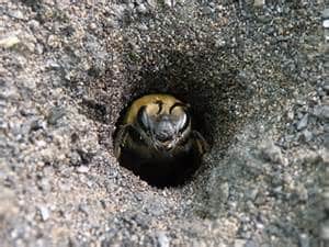 digger bees