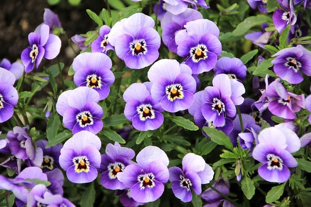 pansie flowers