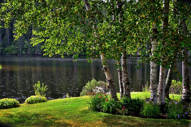 landscaped yard with birch trees