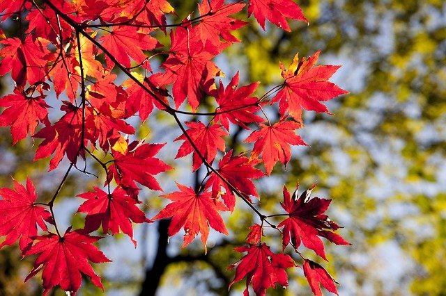 maple leaves 2789234 640