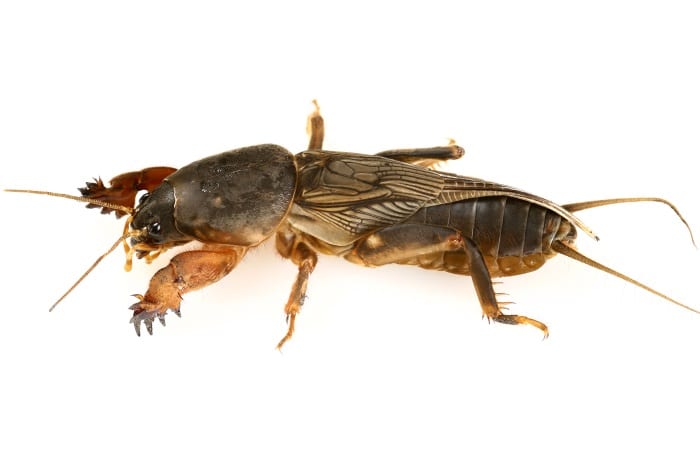 mole cricket