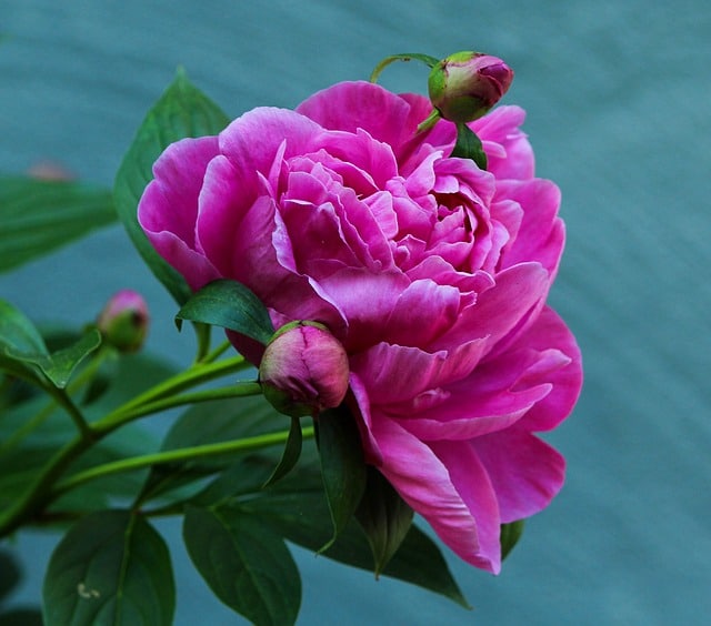 peony 113866 640