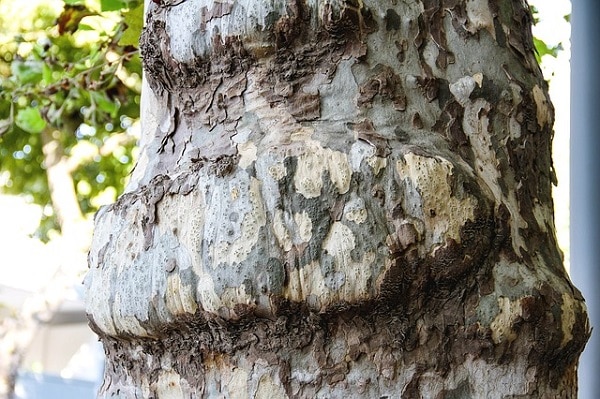 tree 2690672 640