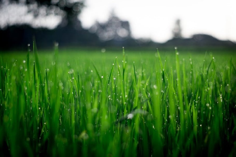 Best Lawn Care Tips