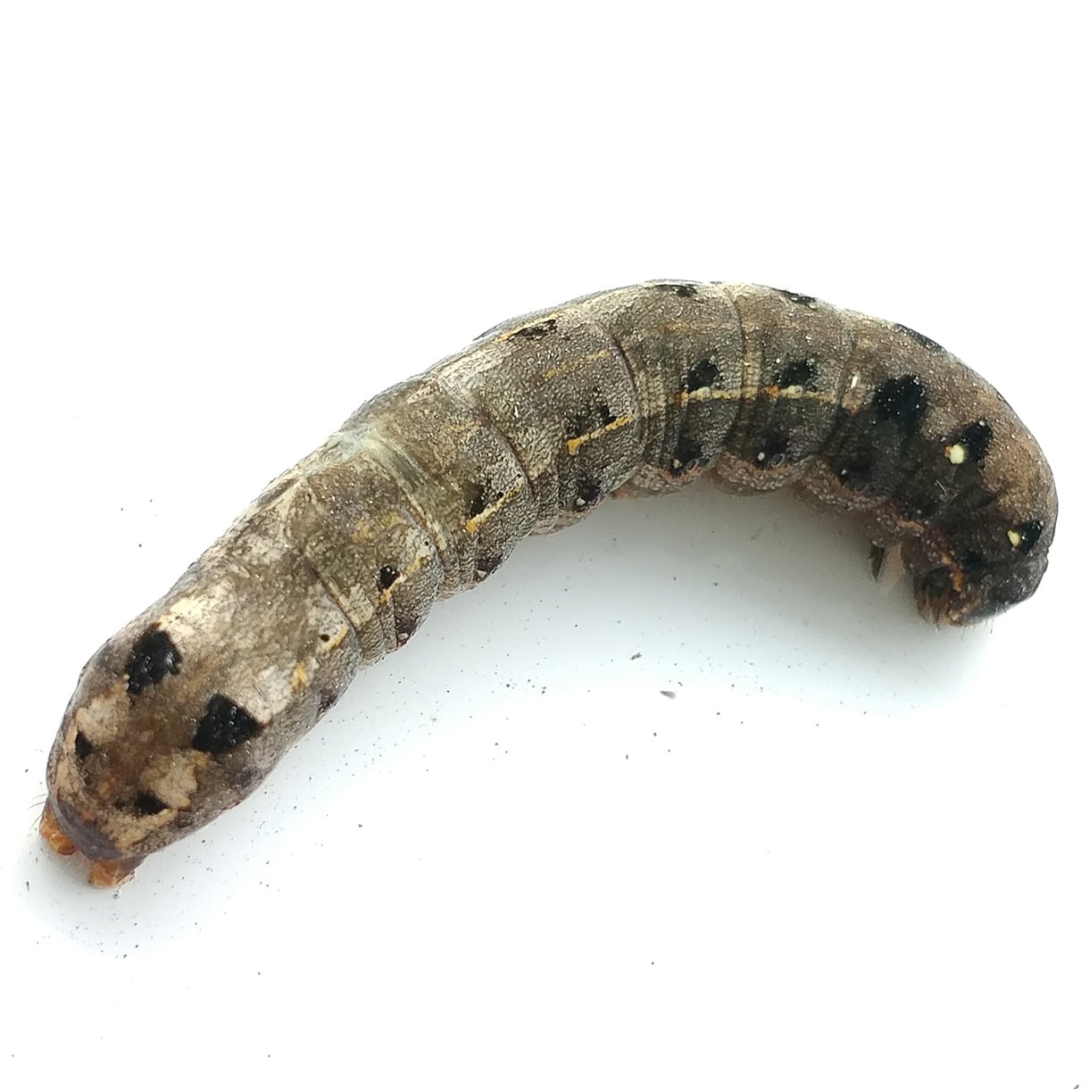 Insect Lawn Treatment - Birmingham