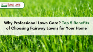 Professional lawn care services