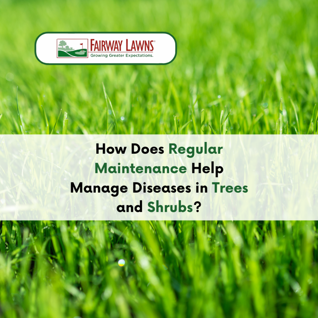 Effective Trees & Shrubs Disease Management with Regular Maintenance