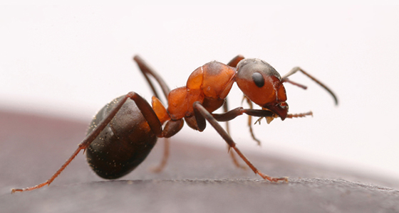 ant control