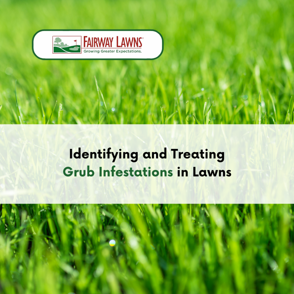 Identifying and Treating Grub Infestations in Lawns