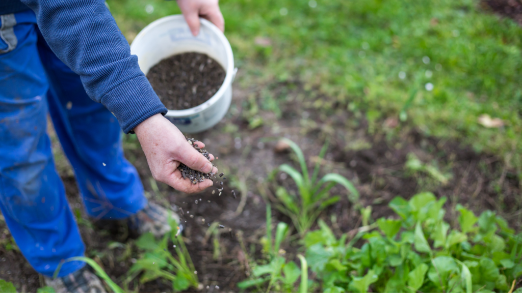 A person fertilizing a lawn