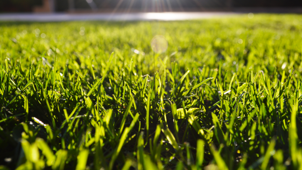 Close-up of lush, green lawn grass with sunlight filtering through