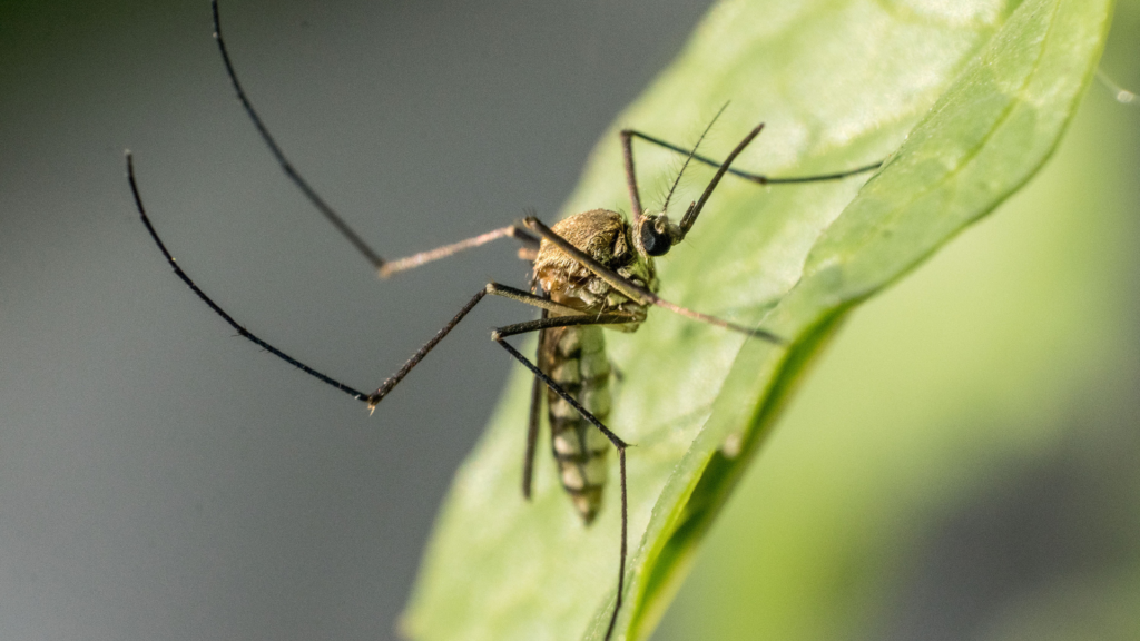 A close-up of a mosquito resting on a green leaf.