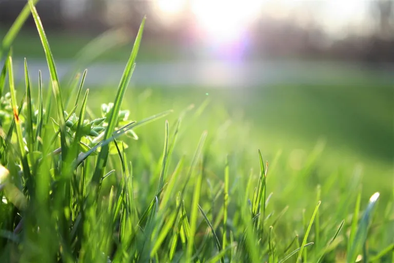 close up of blades of grass in a well-maintained front yard