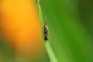 A close up of a chinch bug on a blade of grass 