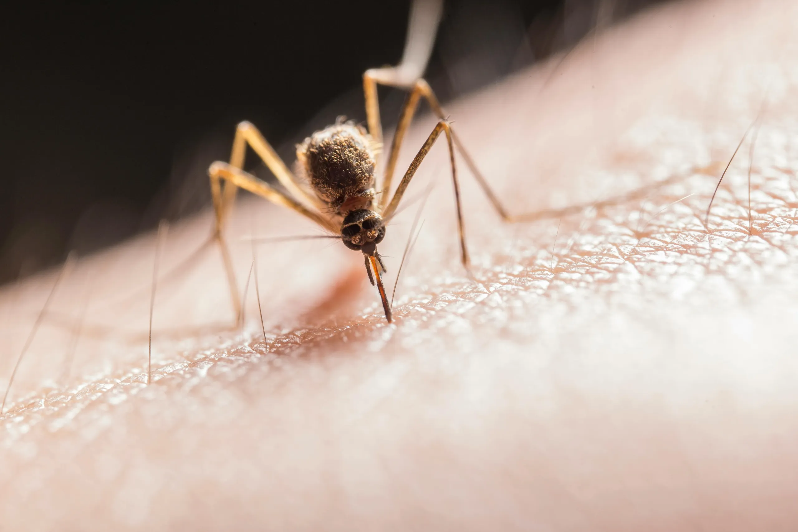 close up of mosquito biting human skin
