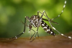 close-up image of a female mosquito