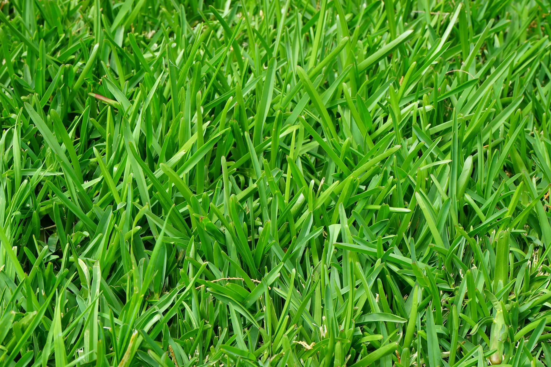 close up of lush, green healthy grass treated by Fairway Lawns