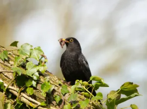 A bird eating a chinch bug. Animals preying on chinch bugs can add a second layer of destruction to your yard