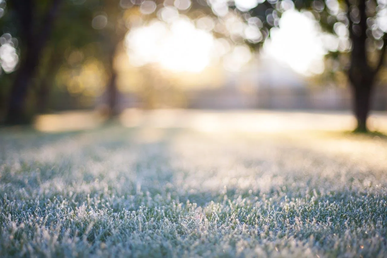 a close-up of well-maintained grass in a yard with winter frost on it