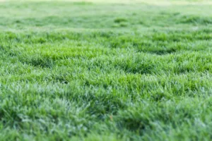An image of lush green grass in a yard as an example of the outcome when you properly restore brown or dormant grass
