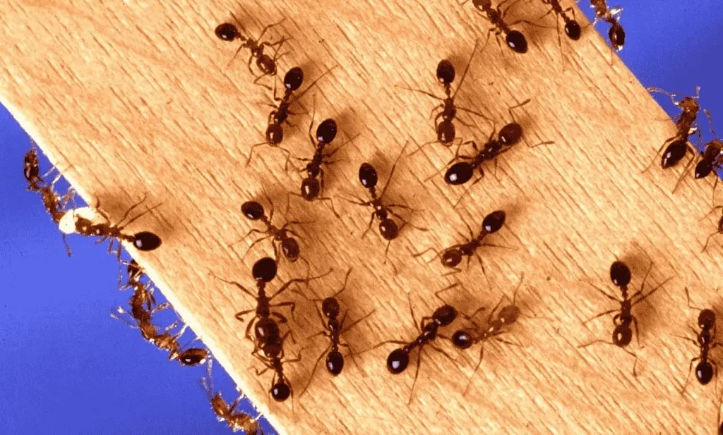 fire ants swarming on a wood plank
